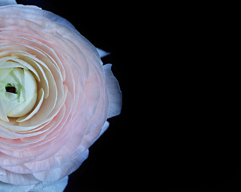 Ranunculus Bloom - Pale Pink