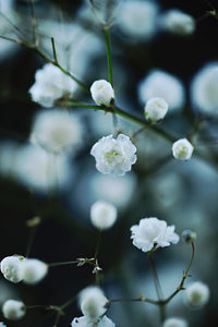 Baby's Breath