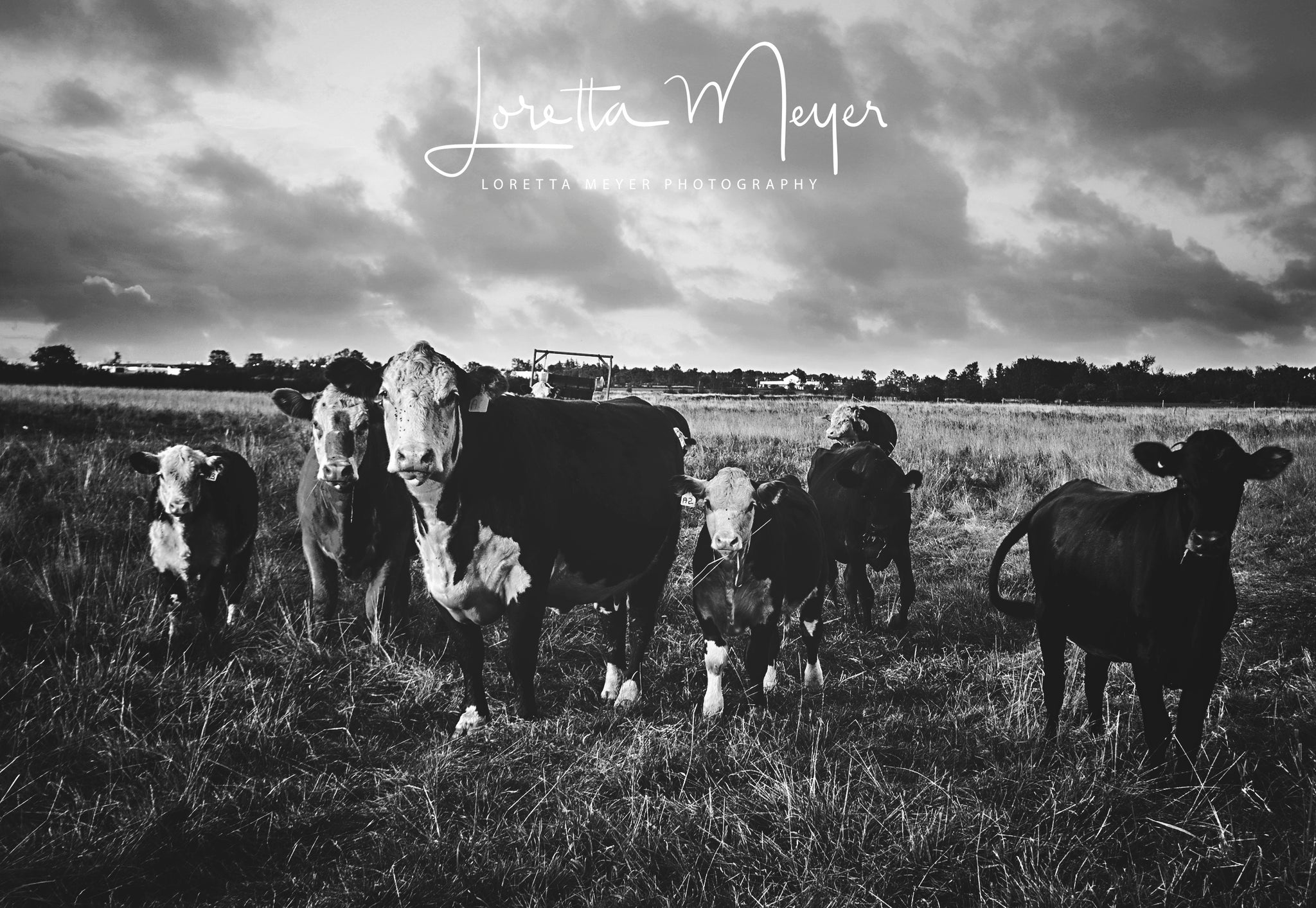 Kawartha Cows 2