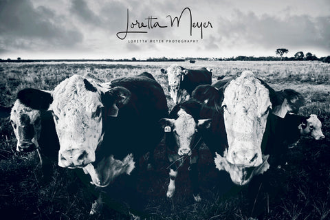 Kawartha Cows 3