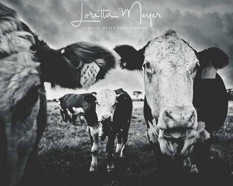 Kawartha Cows 4