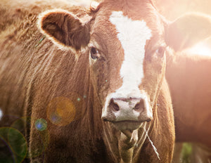 Kawartha Cows 7