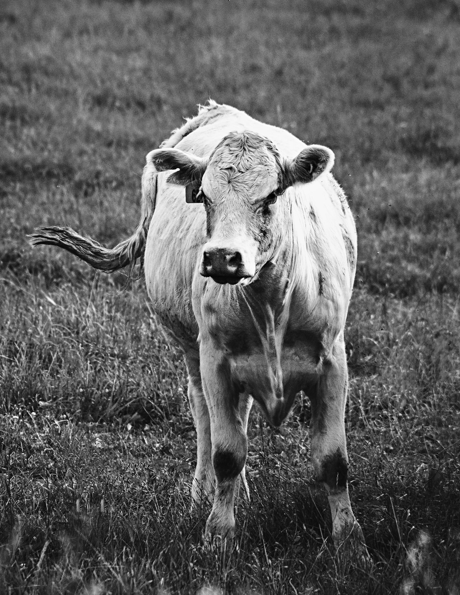 Kawartha Cows 9