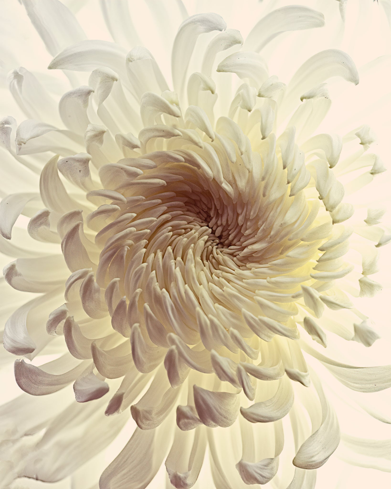 Dahlia - Backlit