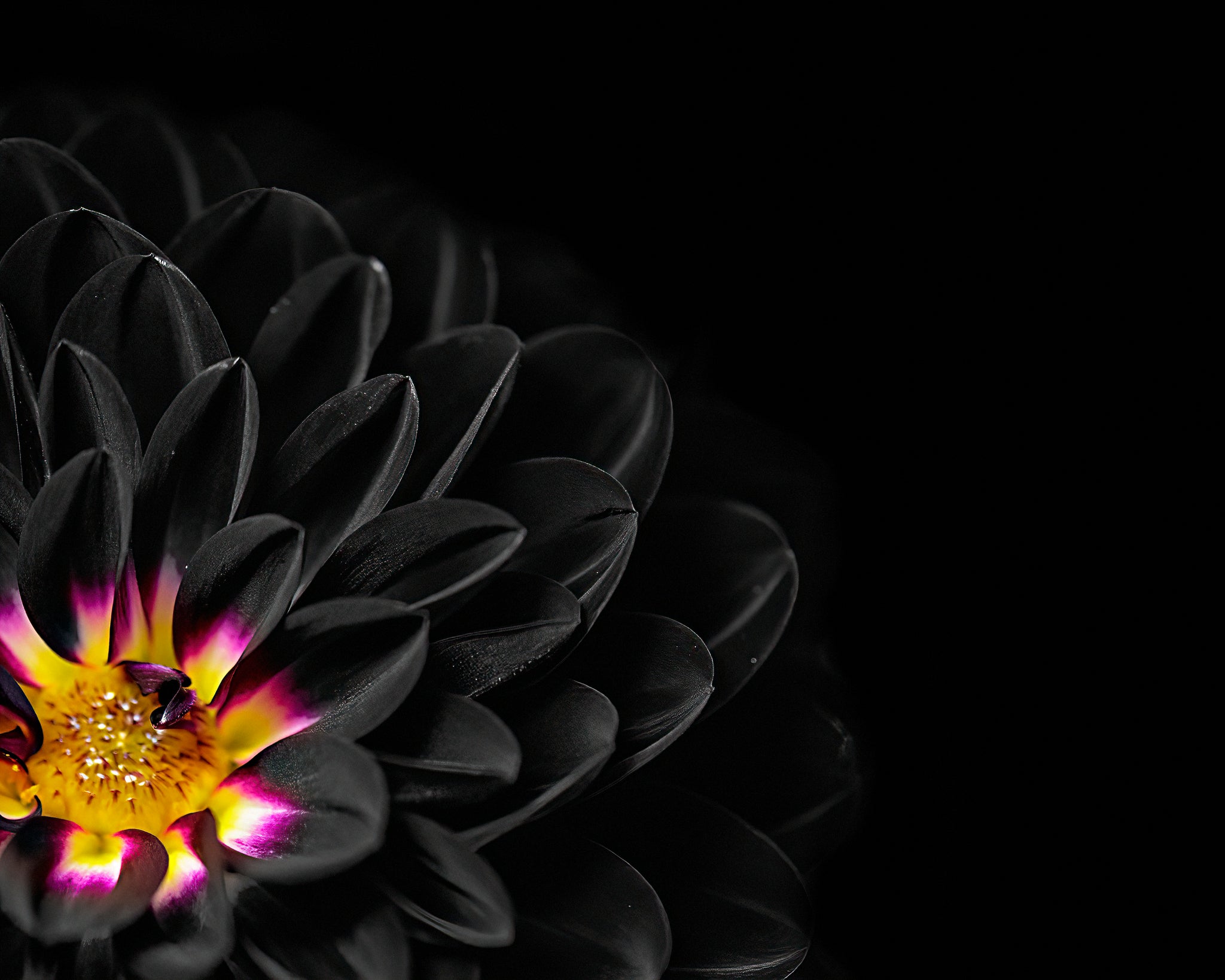 Black Dahlia 2