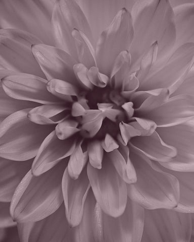 Pink & Teal Dahlia Series - Close Up