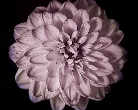 Pink & Teal Dahlia Series - Full Dahlia