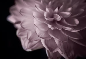 Pink & Teal Dahlia Series - Right