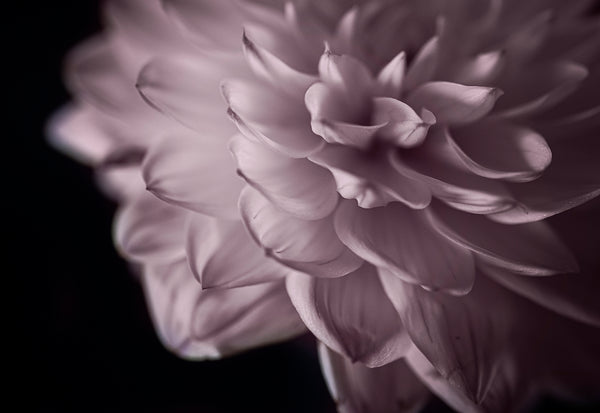 Pink & Teal Dahlia Series - Right