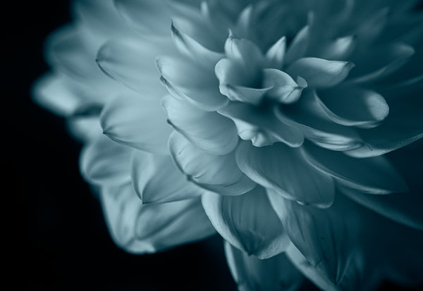 Pink & Teal Dahlia Series - Right