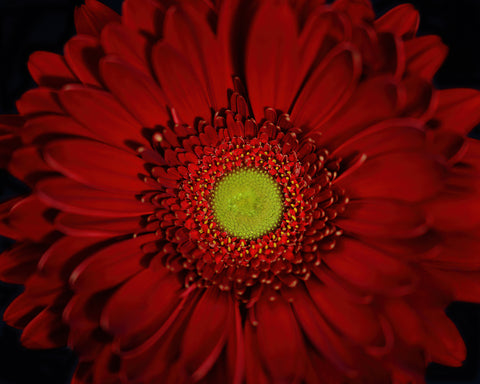 Gerbera Daisy - Burgundy1