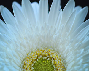 Gerbera - White