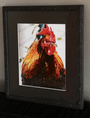 Cock Of The Block