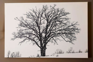 Lonely Tree