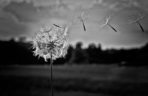 Make A Wish